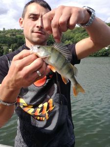 European Perch