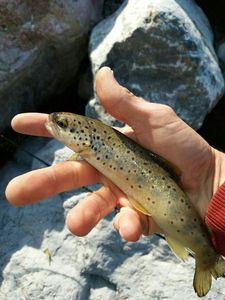 Brown Trout