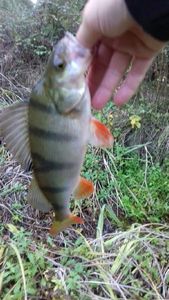 European Perch