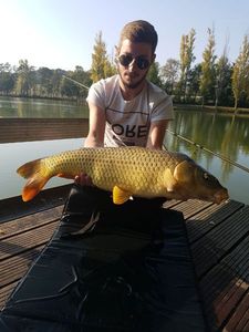 Common Carp