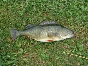 European Perch