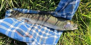 Rainbow Trout