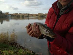 Northern Pike