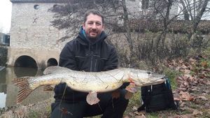 Northern Pike