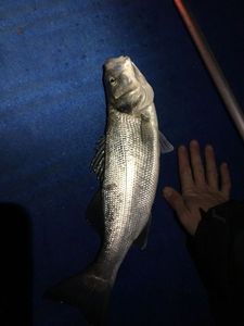 European Bass (Seabass)
