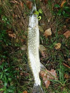 Chain Pickerel