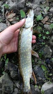 Northern Pike