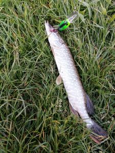 Northern Pike