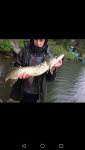Northern Pike