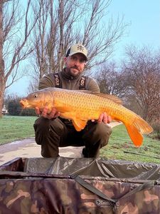 Common Carp