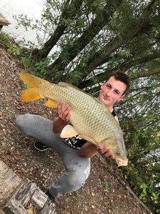 Common Carp