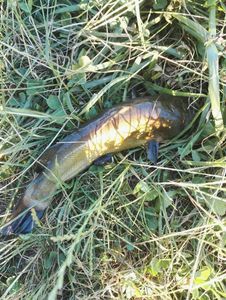 Black Bullhead