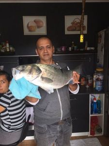 European Bass (Seabass)