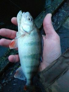 European Perch