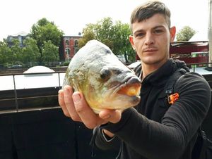 European Perch