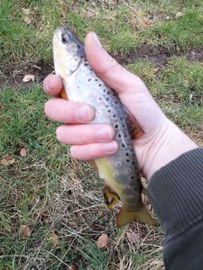 Brown Trout