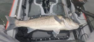 European Bass (Seabass)