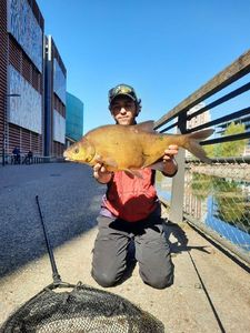 Common Bream