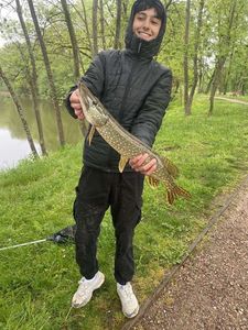 Northern Pike