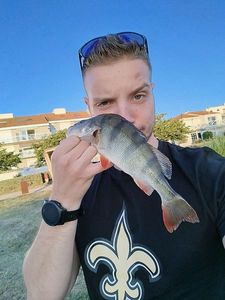 European Perch