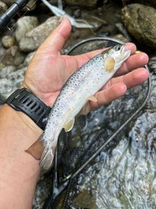 Brown Trout