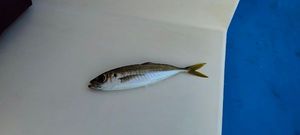 Atlantic Horse Mackerel