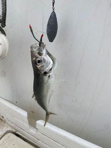 Cape Horse Mackerel