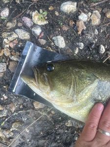 Largemouth Bass
