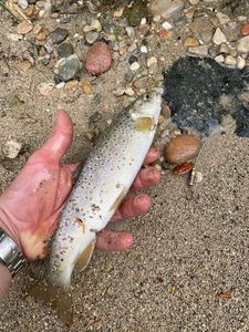 Brown Trout