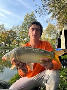Mirror Carp
