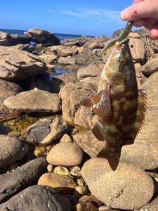 Ballan Wrasse