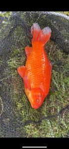 Goldfish