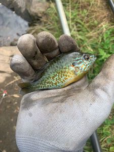 Green Sunfish