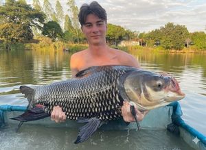 Siamese Giant Carp