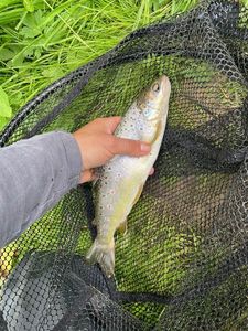 Brown Trout