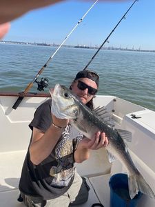 European Bass (Seabass)