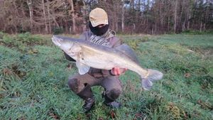 Zander
