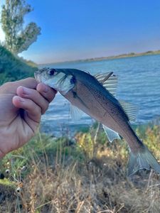 European Bass (Seabass)