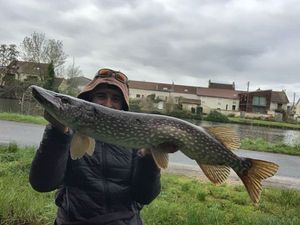 Northern Pike