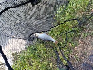 Roach