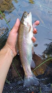 Rainbow Trout