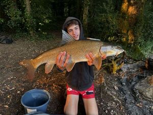 Barbel