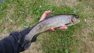 Brown Trout