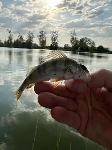 European Perch