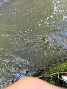 Rainbow Trout