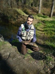 Brown Trout