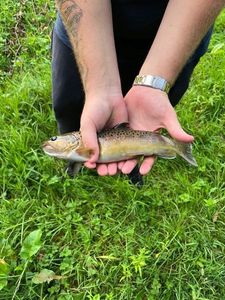 Brown Trout