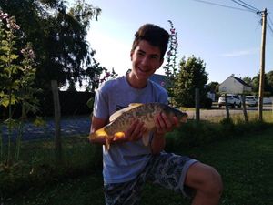 Mirror Carp