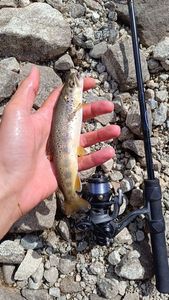 Brown Trout