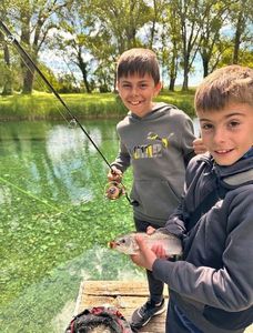 Rainbow Trout